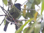 Cotinga barré