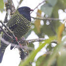 Cotinga barré