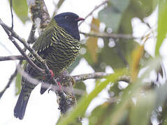 Barred Fruiteater