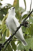 Black-tipped Cotinga