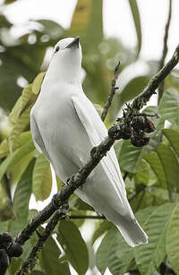 Cotinga blanc