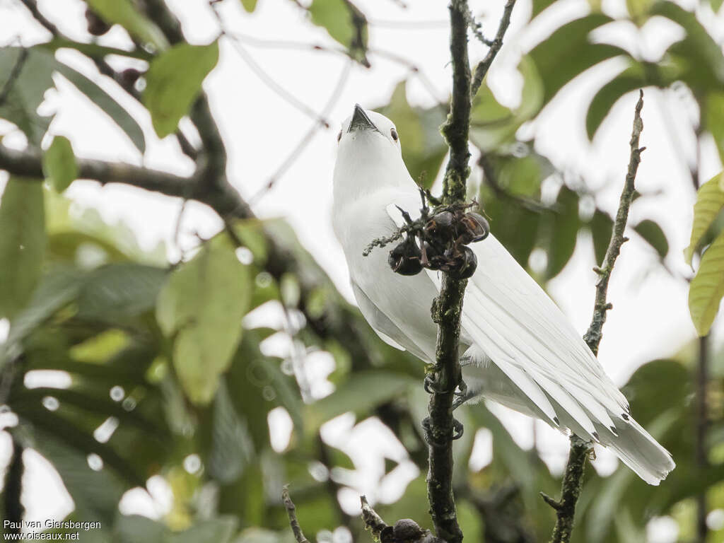 Black-tipped Cotinga male adult, identification