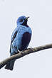 Cotinga bleu
