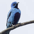 Cotinga bleu