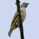 Cotinga bleu
