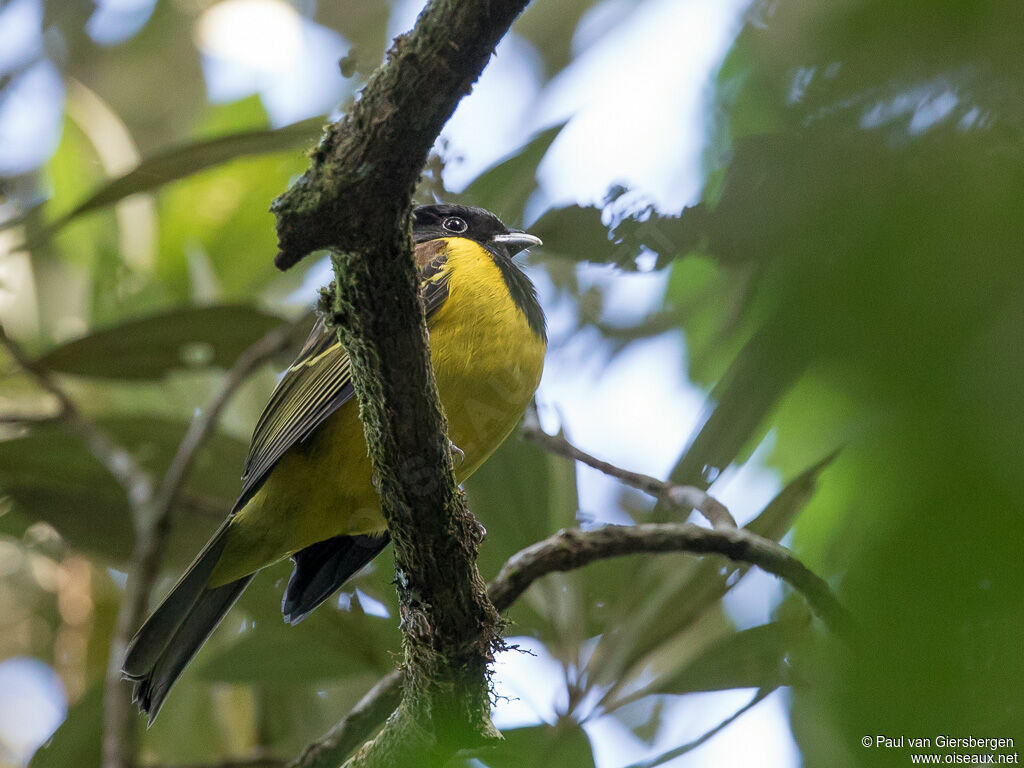 Cotinga coqueluchon