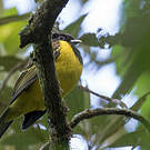 Cotinga coqueluchon