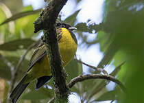 Cotinga coqueluchon