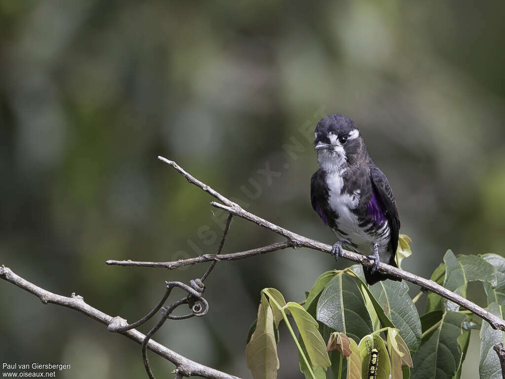 Cotinga d'Isabelle mâle adulte, identification