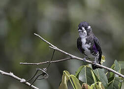 White-browed Purpletuft