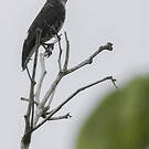 Cotinga d'Isabelle