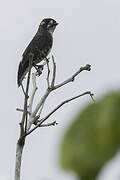 White-browed Purpletuft