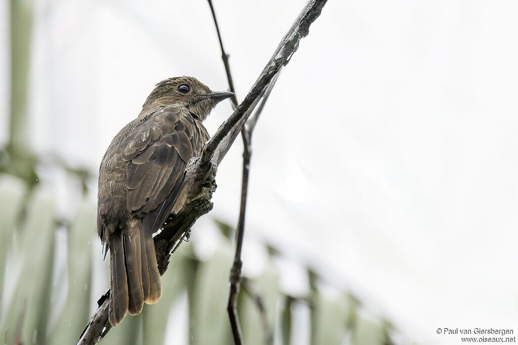Cotinga de Cayenne femelle adulte