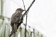 Cotinga de Cayenne