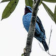 Cotinga de Cayenne