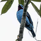 Cotinga de Cayenne