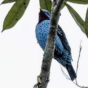 Cotinga de Cayenne
