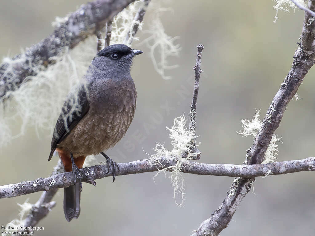 Cotinga de Sclater mâle adulte