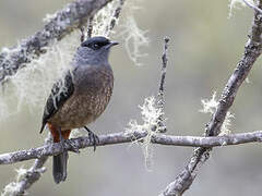 Bay-vented Cotinga