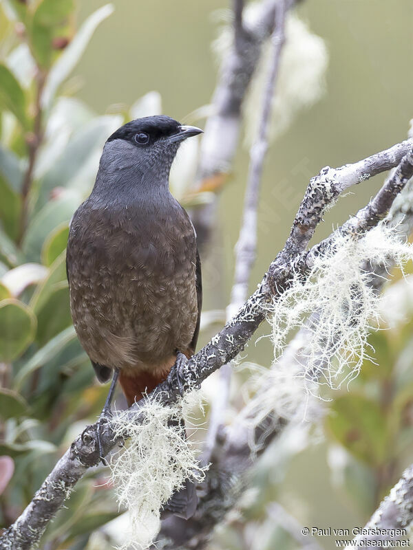 Bay-vented Cotinga male adult