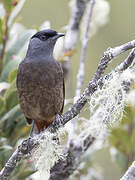 Bay-vented Cotinga