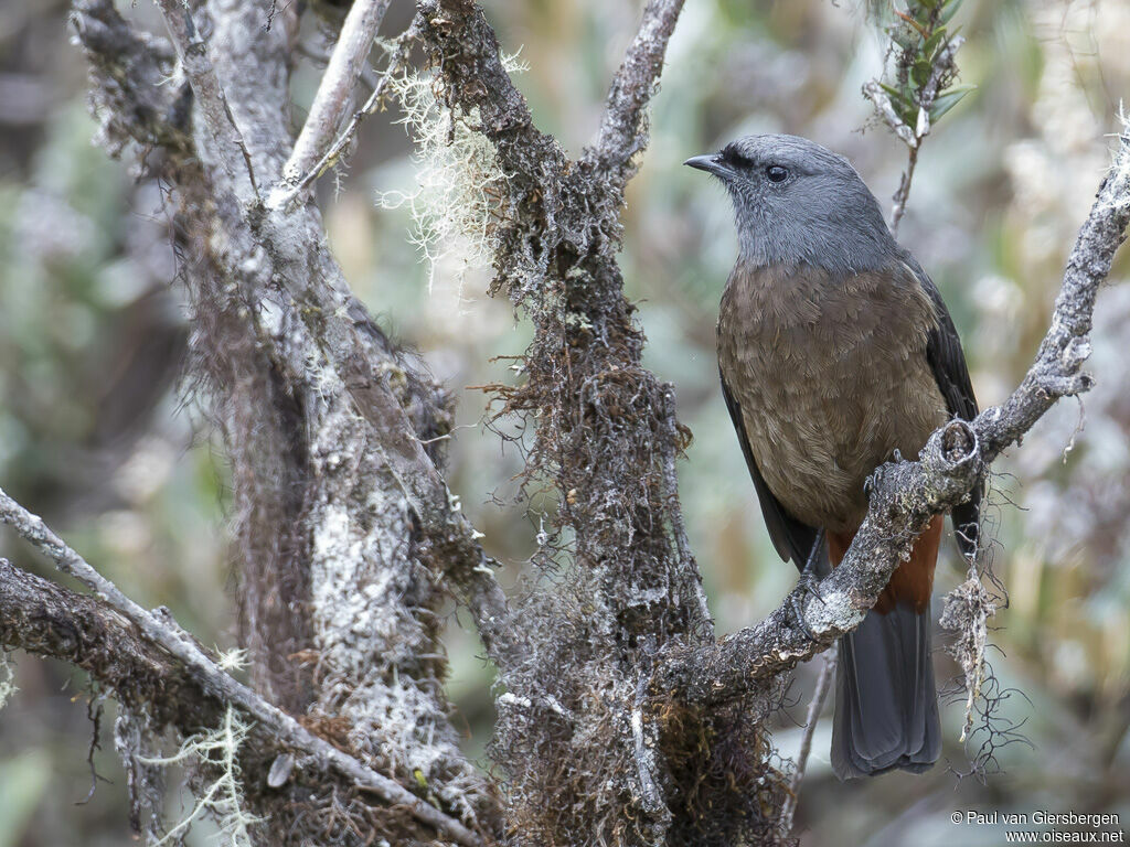 Bay-vented Cotinga female adult