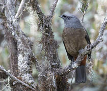 Bay-vented Cotinga