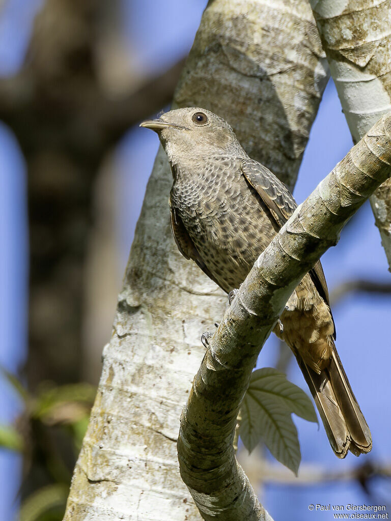 Cotinga des Maynas femelle adulte