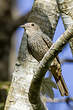 Cotinga des Maynas