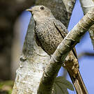 Cotinga des Maynas