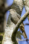 Cotinga des Maynas
