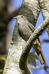 Cotinga des Maynas