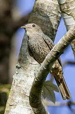 Cotinga des Maynas