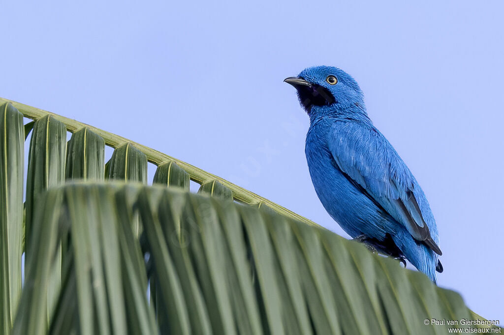 Cotinga des Maynas mâle adulte