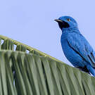 Cotinga des Maynas