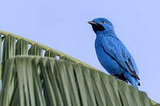 Cotinga des Maynas
