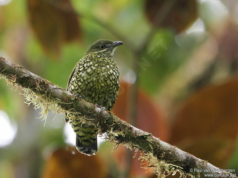 Cotinga écaillé