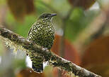 Cotinga écaillé