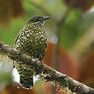 Cotinga écaillé