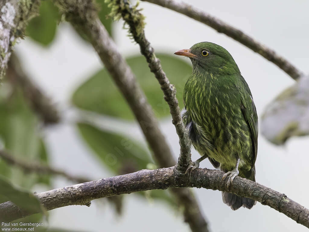 Cotinga jucunda femelle adulte, identification