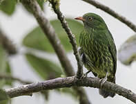 Cotinga jucunda