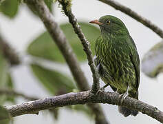 Orange-breasted Fruiteater