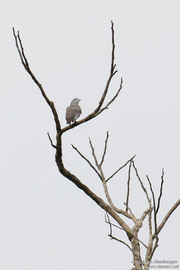 Cotinga neigeux femelle adulte