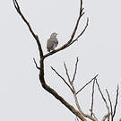 Cotinga neigeux