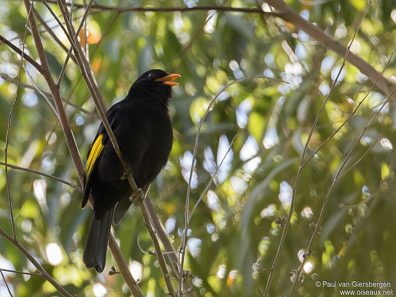 Cotinga noir mâle adulte