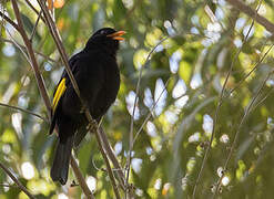 Black-and-gold Cotinga