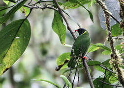 Cotinga vert et noir