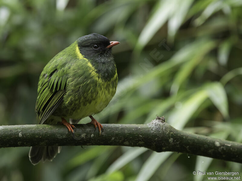 Green-and-black Fruiteater male adult