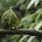 Cotinga vert et noir
