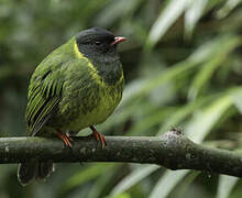 Green-and-black Fruiteater